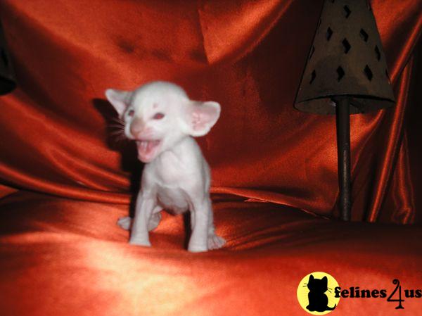 von Fiero Temperamento Picture 1